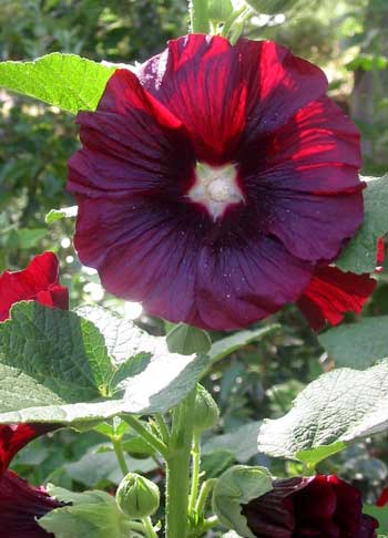 This summer there are many clumps of red hollyhocks which have all self sown. This summer there are many clumps of red hollyhocks which have all self sown.