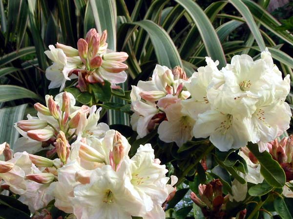 All the rhododendrons in the garden are growing well this year, although some are not flowering much. All the rhododendrons in the garden are growing well this year, although some are not flowering much.