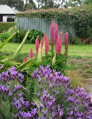 Russell lupins and lavender at the edge of Duck Lawn. Russell lupins and lavender at the edge of Duck Lawn.