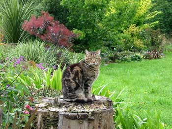 The most beautiful cat in the garden? The most beautiful cat in the garden?