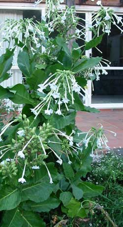 These plants smell beautiful at night. These plants smell beautiful at night.