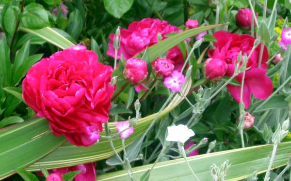 The peonies are well established now and flower for ages. The peonies are well established now and flower for ages.