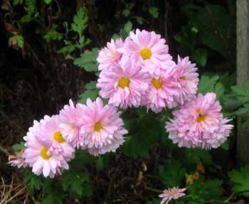 Appreciated for late autumn colour. Appreciated for late autumn colour.