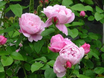 Soft beautiful pink roses. Soft beautiful pink roses.