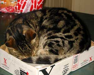 Come home Sifter! We miss you very much! Come home Sifter! We miss you very much!
