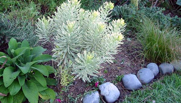 The variegated euphorbia is finally filling out. I've had no luck propagating this plant. The variegated euphorbia is finally filling out. I've had no luck propagating this plant.