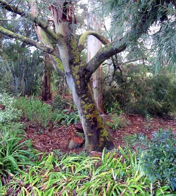 This is one of the remaining Wattles by the hen house - it suffered in the snowstorm, losing many of its branches This is one of the remaining Wattles by the hen house - it suffered in the snowstorm, losing many of its branches