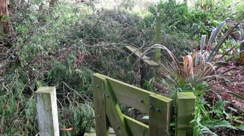 Which is now totally cleaned up - firewood sawn and stored, the rest of the mess burnt. Which is now totally cleaned up - firewood sawn and stored, the rest of the mess burnt.