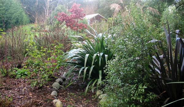 A view of the sleep-out taken from the Hen-House Border, with its flaxes, Toe Toe and rugosa roses. A view of the sleep-out taken from the Hen-House Border, with its flaxes, Toe Toe and rugosa roses.