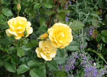This is a new rose which I planted at the end of last September... This is a new rose which I planted at the end of last September...