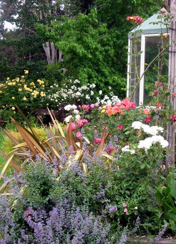 Can a gardener have too many roses? Can a gardener have too many roses?