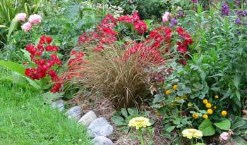An inspired(?) planting allows this wonderful rose to flop all over a brown tussock. An inspired(?) planting allows this wonderful rose to flop all over a brown tussock.