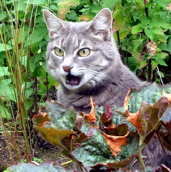 Stumpy the cat talks to me as I try and take her photo. Stumpy the cat talks to me as I try and take her photo.