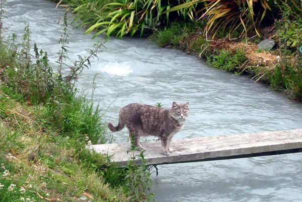 Jerome the cat has no fear of the water rushing below. Jerome the cat has no fear of the water rushing below.