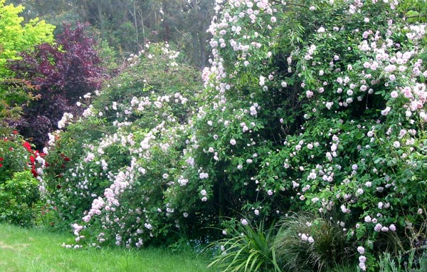 This Cecile Brunner rose is putting on its best show ever this year. This Cecile Brunner rose is putting on its best show ever this year.