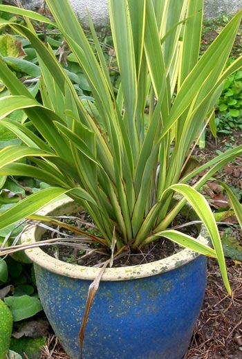 I've moved this pot to the side of the house to give some height and colour to Stephen's border. I've moved this pot to the side of the house to give some height and colour to Stephen's border.