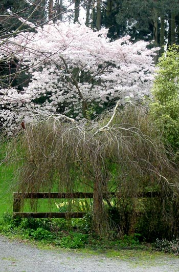 The cherry tree by the driveway is in full flower. The cherry tree by the driveway is in full flower.