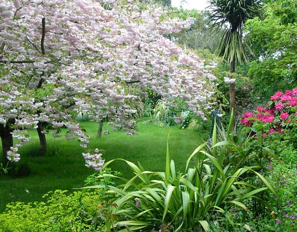 Every year I marvel at these flowering cherries, their branches weighed down with blossom - they are as beautiful as ever this year. Every year I marvel at these flowering cherries, their branches weighed down with blossom - they are as beautiful as ever this year.
