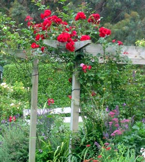 The red climbing rose flowers just before the second flush of Crepuscule's apricot blooms. It's a pity it's not fragrant. The red climbing rose flowers just before the second flush of Crepuscule's apricot blooms. It's a pity it's not fragrant.
