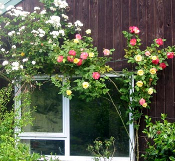 These roses are the hybrid musk Moonlight and a climbing version of Masquerade (which gets very rusty unless carefully checked and sprayed). These roses are the hybrid musk Moonlight and a climbing version of Masquerade (which gets very rusty unless carefully checked and sprayed).
