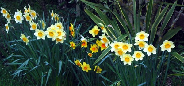 A row of assorted yellow daffodils in Middle border. A row of assorted yellow daffodils in Middle border.