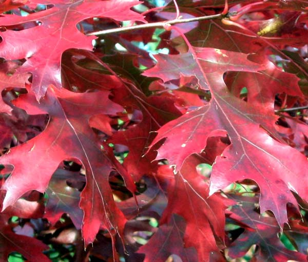 Colourful details from the autumn garden. Colourful details from the autumn garden.