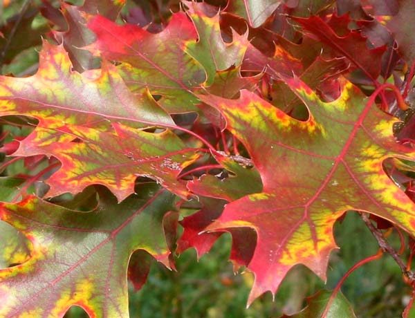 Colourful details from the Autumn garden. Colourful details from the Autumn garden.