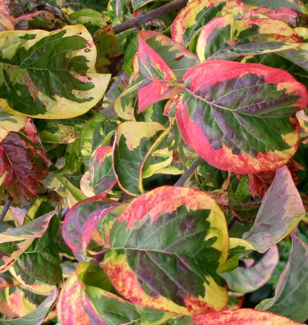 These multi-coloured leaves are a beautiful sight in the garden late May. These multi-coloured leaves are a beautiful sight in the garden late May.