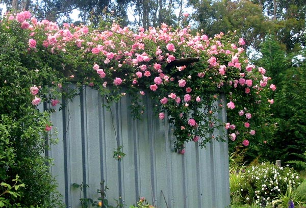 This rose has a faint fragrance of apple blossom. This rose has a faint fragrance of apple blossom.
