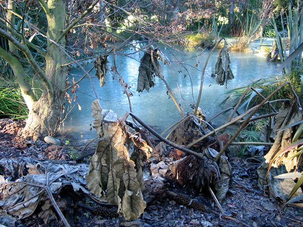 The pondside gunnera even looks dramatic in mid-winter. The pondside gunnera even looks dramatic in mid-winter.