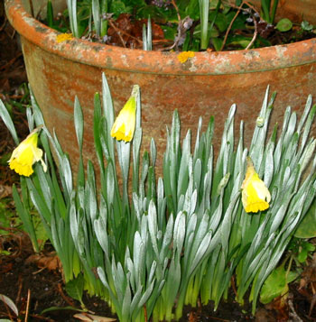 Daffodils look insignificant in a photo, but are so powerful in their real space in the garden. Daffodils look insignificant in a photo, but are so powerful in their real space in the garden.