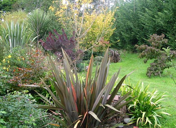Flaxes contribute design strength to the gardens here. They do need, however, lots of room to grow. Flaxes contribute design strength to the gardens here. They do need, however, lots of room to grow.