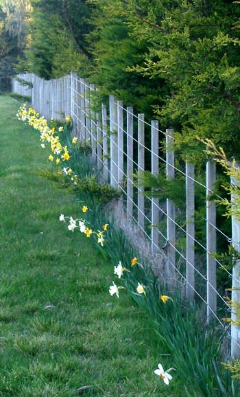 Daffodils are a welcome sight in the cold pre-spring weather. Daffodils are a welcome sight in the cold pre-spring weather.