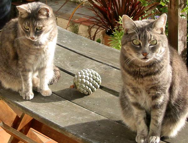 Here are the two grey cats Stumpy and Jerome catching the afternoon sun on the old patio table. Here are the two grey cats Stumpy and Jerome catching the afternoon sun on the old patio table.