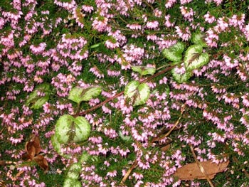 A thread of Lamium winds its way through a winter flowering Erica in the Laundry garden. A thread of Lamium winds its way through a winter flowering Erica in the Laundry garden.