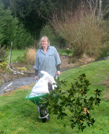 The end of the journey for my friend's Magnolia, soon to be planted in Middle border. The end of the journey for my friend's Magnolia, soon to be planted in Middle border.