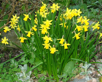 This clump of miniature daffodils is one of the happiest, never failing to flower. This clump of miniature daffodils is one of the happiest, never failing to flower.