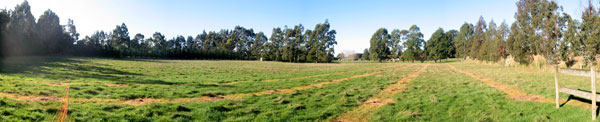 This photo was taken just weeks after planting the Hazelnut orchard. This photo was taken just weeks after planting the Hazelnut orchard.