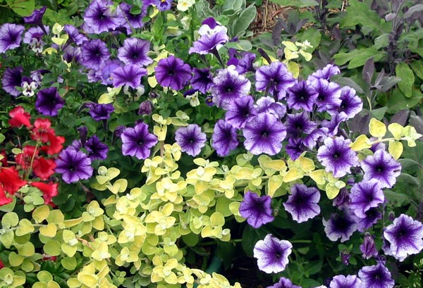 These two are happily growing in a large plastic pot. These two are happily growing in a large plastic pot.