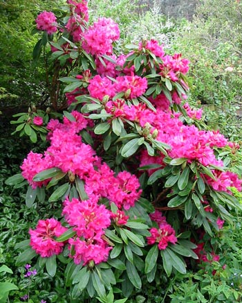 One of the first rhodos that I planted - hence I don't know its name - which brightens up the Pond Paddock garden. One of the first rhododendrons that I planted - hence I don't know its name - which brightens up the Pond Paddock garden.