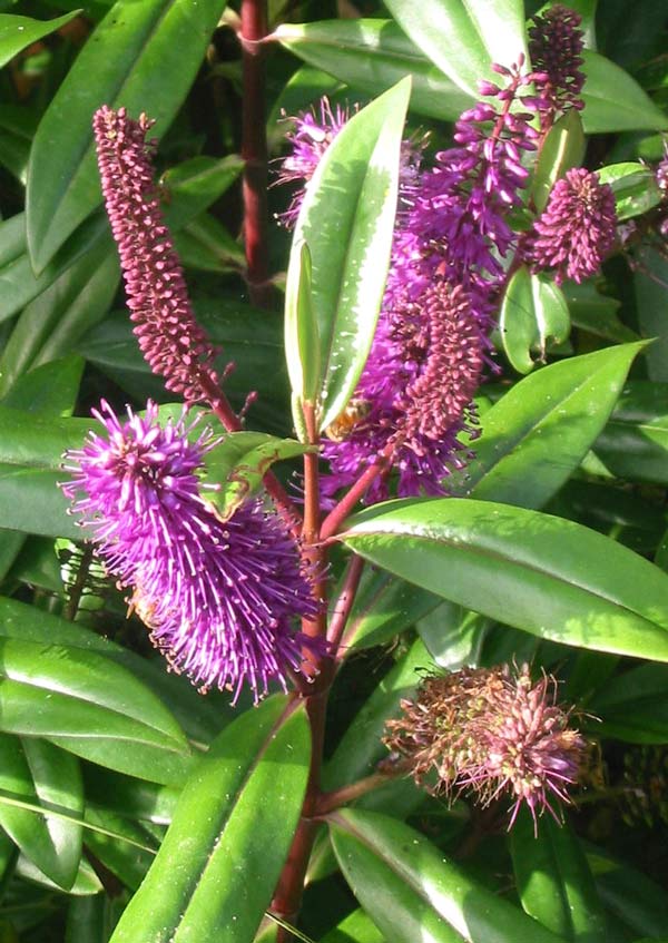 A lovely colour to see at this time of year. A lovely colour to see at this time of year.