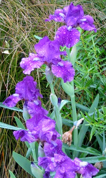 These irises are hidden in the Hen-House Border, and are always the earliest to bloom. These irises are hidden in the Hen-House Border, and are always the earliest to bloom.