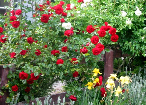 One of the offending Dublin Bay roses, which doesn't look too bad in this view, with Iceberg and sunny yellow irises. One of the offending Dublin Bay roses, which doesn't look too bad in this view, with Iceberg and sunny yellow irises.