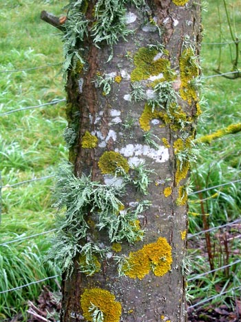 Some of the subtle colours of winter seen here on a Sorbus trunk. Some of the subtle colours of winter seen here on a Sorbus trunk.