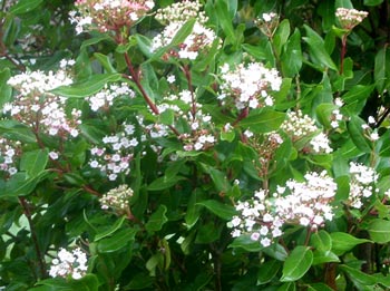 Another of the winter flowering shrubs, subtle and easily missed. Another of the winter flowering shrubs, subtle and easily missed.