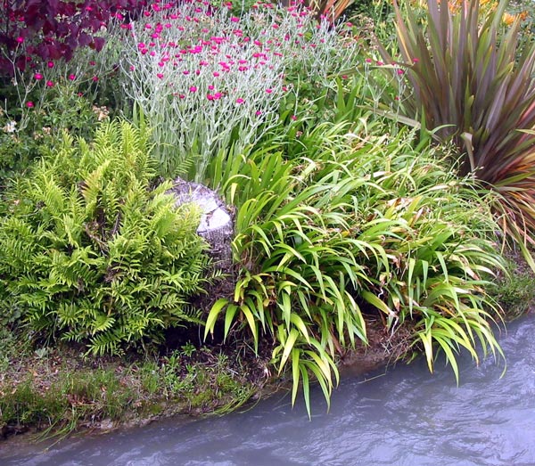 I've spent a few dreamy moments standing in the water weeding the grass out of this fern. I've spent a few dreamy moments standing in the water weeding the grass out of this fern.