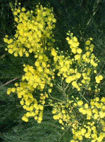 The first sign of the yellows that will soon fill the garden. The first sign of the yellows that will soon fill the garden.
