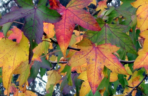 The last tree in the garden to change leaf colour. The last tree in the garden to change leaf colour.