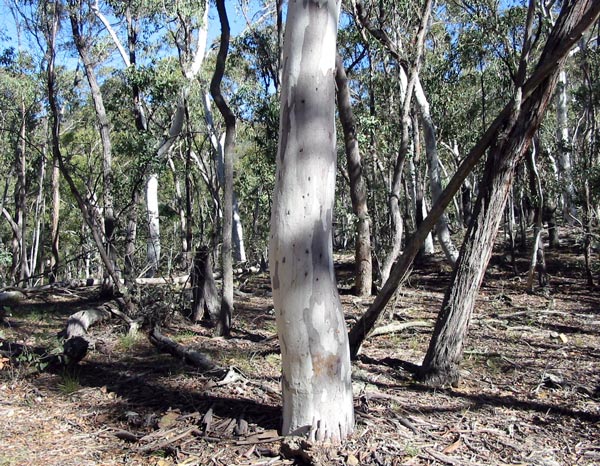 New South Wales Eucalypts with their beautiful white trunks. New South Wales Eucalypts with their beautiful white trunks.