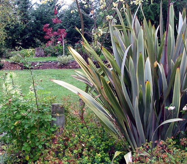 A rather large flax in the Stables Garden looking beautiful. A rather large flax in the Stables Garden looking beautiful.